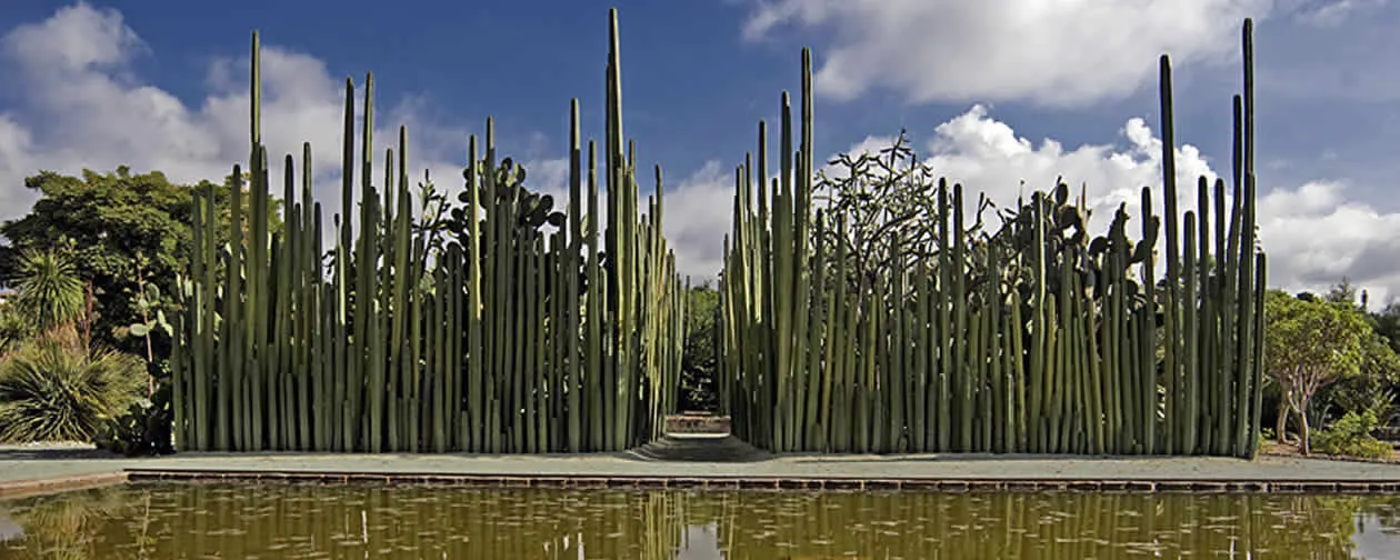 El agua de lluvia en un jardín etnobotánico